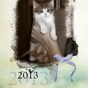 Macska-naptár 2013