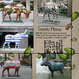 Toronto moose2